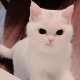 🐱 kucing, kucing putih, anak kucing, hewan peliharaan, binatang, lucu, kucing domestik whatsapp sticker