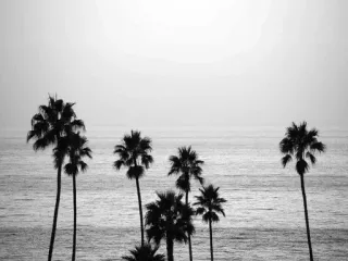 🌴 spiaggia, oceano, palme, tropicale, mare, costa, estate, paesaggio telegram sticker