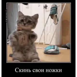 🤿 Скинь свои ножки chat, chaton, drôle, mignon, animal, animal de compagnie telegram sticker