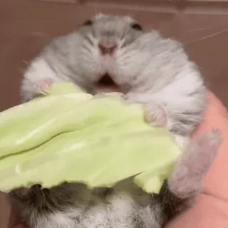 🥟 ハムスター, かわいい, 動物, ペット, げっ歯類, キャベツ, 食べる telegram sticker