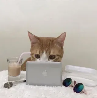 🐈 แมว, คอมพิวเตอร์, แว่นกันแดด, เครื่องดื่ม, ไมโครโฟน, สำนักงาน, สัตว์ telegram sticker