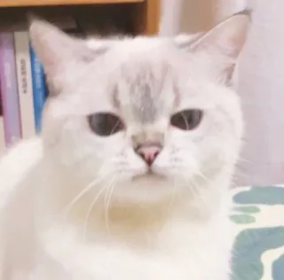 😑 gato, fofo, animal, animal de estimação, felino telegram sticker