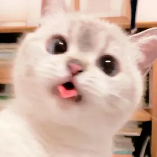 ☁️ gato, animal, mascota, lengua, mono, gracioso, gatito telegram sticker