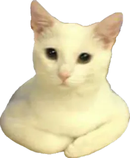 😐 gato, gato blanco, animal, mascota telegram sticker
