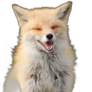 😅 fox, animal, cute, wildlife, mammal, nature telegram sticker