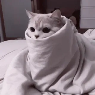 🥠 Katze, Decke, süß, Tier, Haustier, Haustier, drinnen telegram sticker