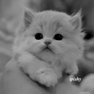 🕸 ipishy 猫, 小猫, 可爱, 动物, 宠物, 毛茸茸 telegram sticker