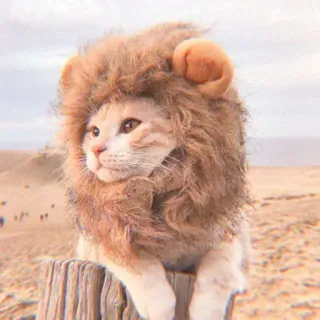 🦁 gatto, leone, animale, costume, animale domestico, deserto, carino, divertente whatsapp sticker