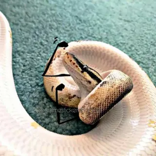 🙂 Schlange, Reptil, Tier, Haustier whatsapp sticker