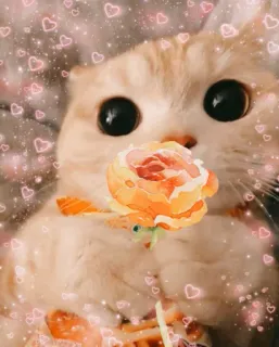 🌹 chat, mignon, animal, animal de compagnie, rose, coeurs, saint-valentin whatsapp sticker
