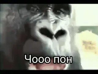 🤯 Чооо пон Gorilla, Affe, Tier, Meme telegram sticker