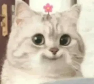 🤥 cat, kitten, animal, cute, pet telegram sticker