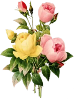 🌸 hoa, hoa hồng, bó hoa, hoa, hồng, vàng telegram sticker