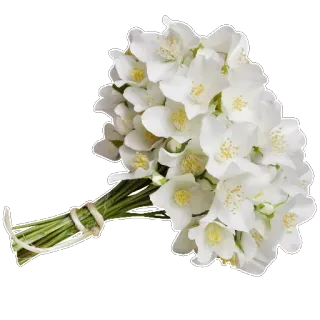 🌹 цветы, букет, белые цветы, жасмин, цветочный, свадьба, украшение telegram sticker