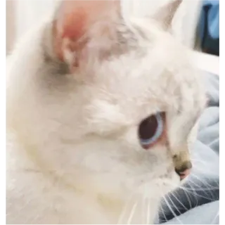 👛 고양이, 동물, 애완동물, 집고양이, 흰 고양이, 파란 눈 whatsapp sticker