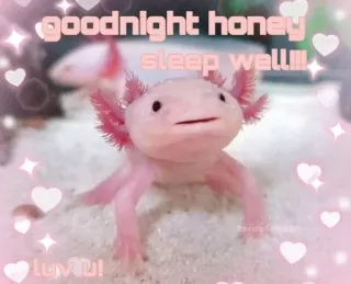 🥰 goodnight honey
sleep well!!
luv U! アホロートル, おやすみ, ハチミツ, 睡眠, 愛, 動物, ステッカー telegram sticker