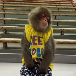 😴 SEE YOU monkey, japanese macaque, animal, zoo, primate whatsapp sticker