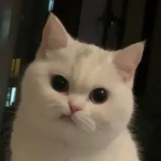 🤍 gato, gato branco, animal de estimação, animal, fofo, engraçado telegram sticker
