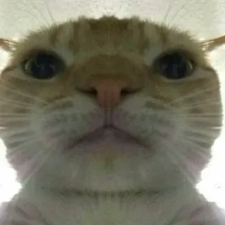 🐈 кот, рыжий кот, домашнее животное, животное, домашняя кошка telegram sticker
