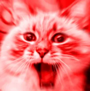 😡 gato, animal, mascota, felino, meme, divertido telegram sticker