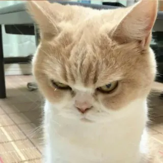 😠 แมว, โกรธ, บูดบึ้ง, แมว, สัตว์เลี้ยง, สัตว์, แมวบ้าน whatsapp sticker