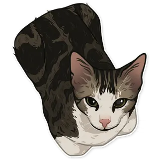 😇 gatto, animale, animale domestico, animale domestico, mammifero, felino, adesivo telegram sticker