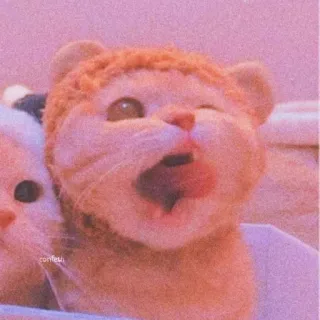 💈 Katze, Kätzchen, süß, Tier, Haustier telegram sticker