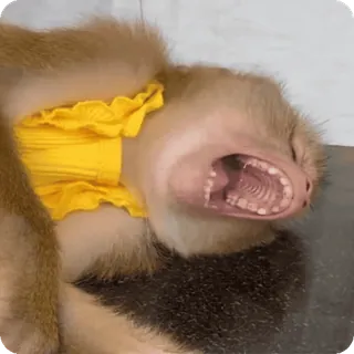 🪷 mono, animal, mamífero, primate, bostezo, gracioso whatsapp sticker