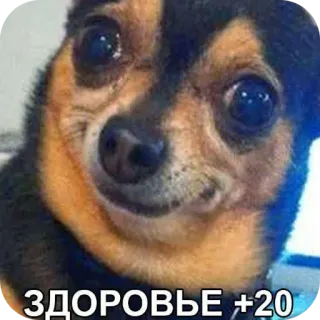 🫠 ЗДОРОВЬЕ +20 dog, chihuahua, funny, meme, health, russian telegram sticker