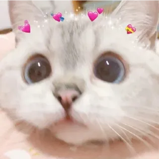 😁 Katze, Kätzchen, süß, Tier, Haustier, Herzen telegram sticker