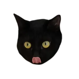 👅 gato, gato negro, animal, mascota, lindo telegram sticker