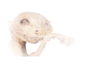 😶 chat, crâne, animal, os, squelette, décomposition telegram sticker