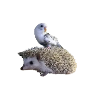 😅 hedgehog, bird, animals, pets, friendship telegram sticker