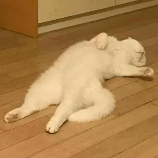 👻 chat, dormir, blanc, animal, animal de compagnie telegram sticker