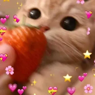 🍓 猫, 子猫, いちご, ハート, 星, かわいい, 動物, ペット telegram sticker