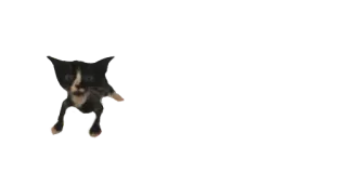 😟 gato, gatinho, animal, animal de estimação, fofo telegram sticker