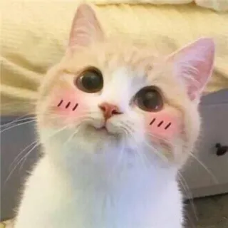 🌟 chat, mignon, animal de compagnie, animal, chaton, rougir, grands yeux, kawaii whatsapp sticker