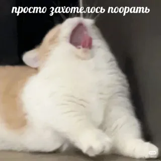 😩 просто захотелось поорать แมว, สัตว์, รัสเซีย, มีม, หาว, ตลก, น่ารัก telegram sticker