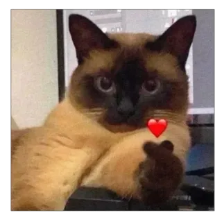 ❤ Katze, Stinkefinger, Herz, beleidigend, unhöflich telegram sticker