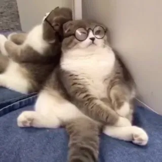 🪐 cat, glasses, animal, pet, domestic animal, cute, funny telegram sticker