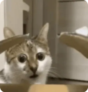 🌟 cat, scared, animal, pet, surprise, shocked, frightened telegram sticker