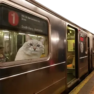 kot blini telegram stickers