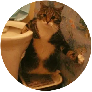💣 kucing, toilet, hewan, humor, hewan peliharaan telegram sticker
