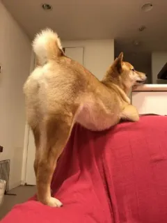 🍑 anjing, shiba inu, hewan peliharaan, binatang, hewan peliharaan, ras anjing whatsapp sticker