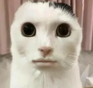 😐 gatto, meme, animale, divertente, strano telegram sticker