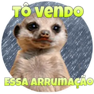 🌝 TÔ VENDO ESSA ARRUMAÇÃO suricato, animal, meme, engraçado, assistindo, observando telegram sticker
