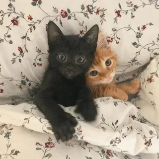 ❤️ gattini, gatti, animali domestici, animali, carino, gatto nero, gatto arancione telegram sticker