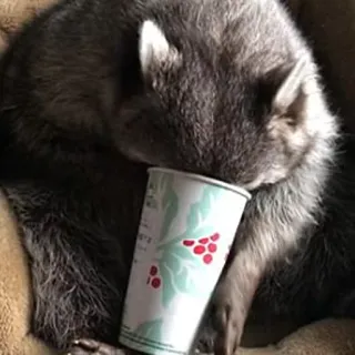 ☕ mapache, Starbucks, animal, café, lindo telegram sticker