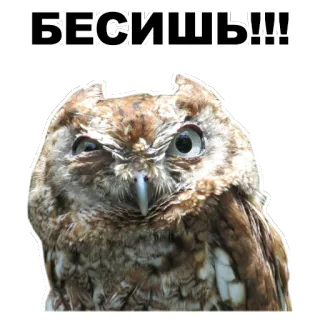 😡 БЕСИШЬ!!! hibou, en colère, agacé, oiseau whatsapp sticker