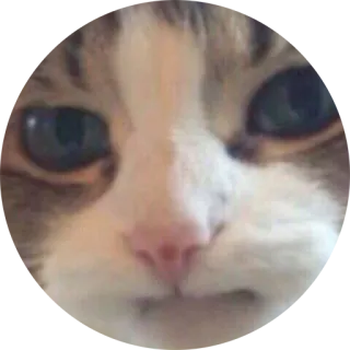 😿 แมว, สัตว์, สัตว์เลี้ยง, มีม, ตลก, น่ารัก telegram sticker
